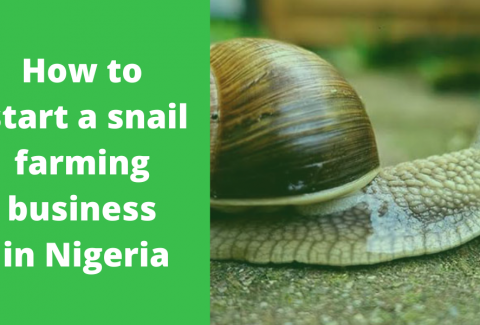 How to start a snail farming business in Nigeria