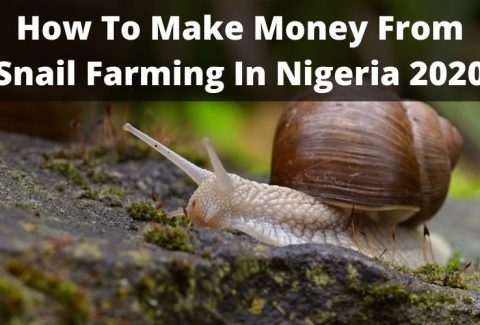How To Make Money From Snail Farming In Nigeria 2020